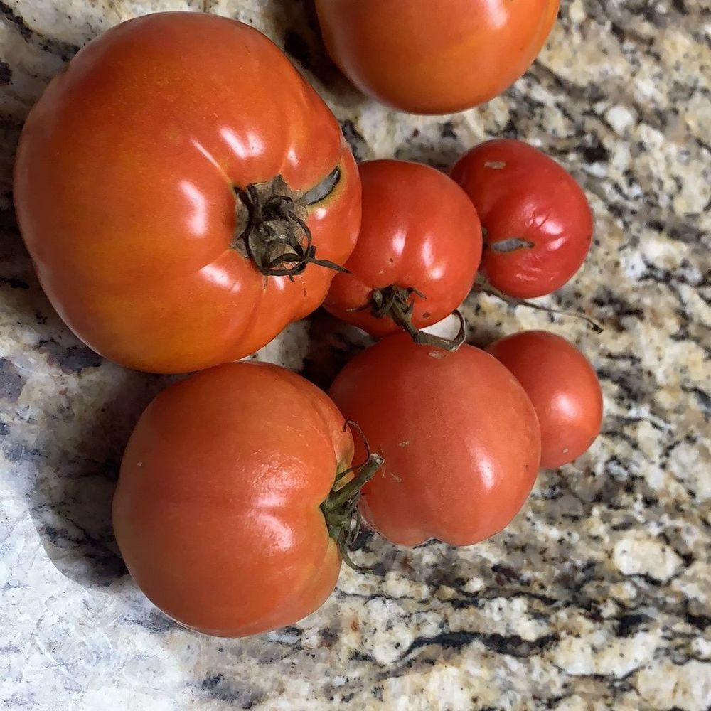 Meet your Posher, Sherry